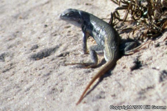 Dunes Sagebrush Lizard (Sceloporus arenicolus)