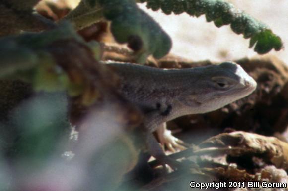 Dunes Sagebrush Lizard (Sceloporus arenicolus)