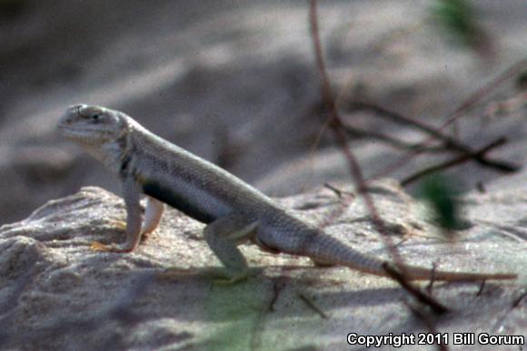 Dunes Sagebrush Lizard (Sceloporus arenicolus)