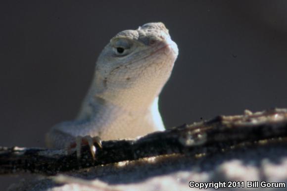 Dunes Sagebrush Lizard (Sceloporus arenicolus)