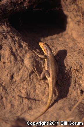 Dunes Sagebrush Lizard (Sceloporus arenicolus)