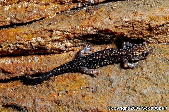 Northern Slimy Salamander (Plethodon glutinosus)