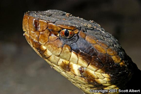 Western Cottonmouth (Agkistrodon piscivorus leucostoma)