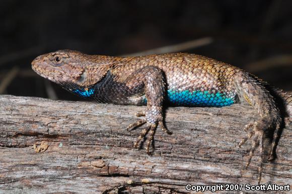 Eastern Fence Lizard (Sceloporus undulatus)