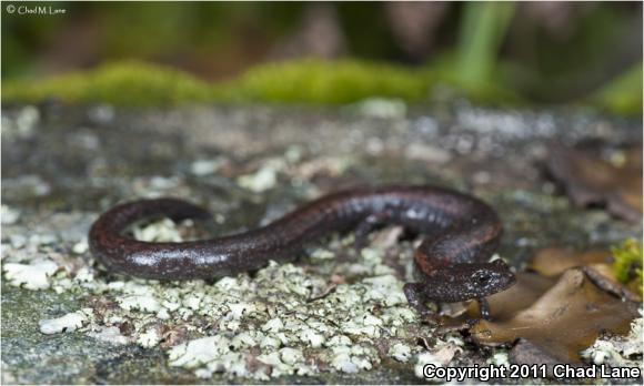 Hell Hollow Slender Salamander (Batrachoseps diabolicus)