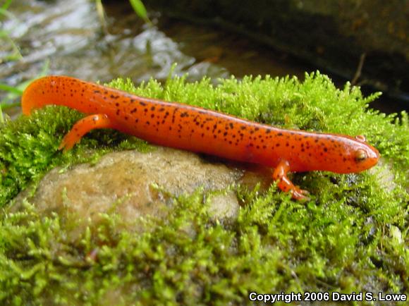 Blue Ridge Red Salamander (Pseudotriton ruber nitidus)