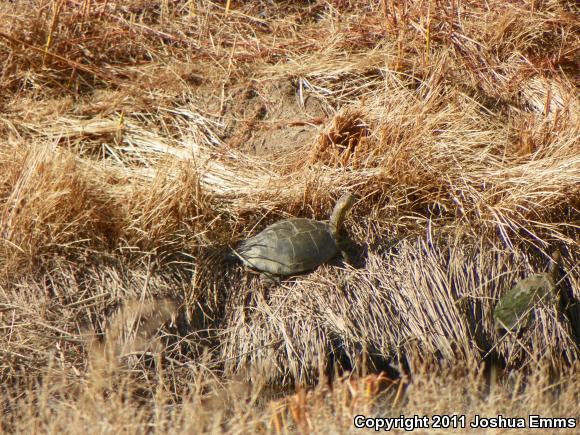 Big Bend Slider (Trachemys gaigeae gaigeae)