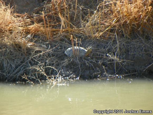 Big Bend Slider (Trachemys gaigeae gaigeae)