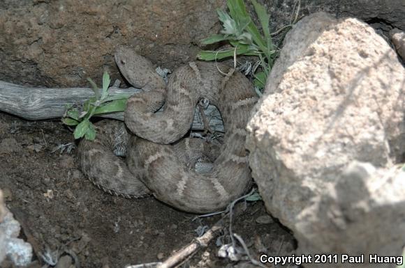 New Mexico Ridge-nosed Rattlesnake (Crotalus willardi obscurus)