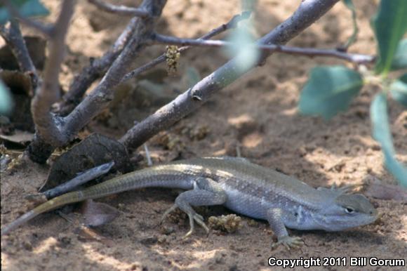 Dunes Sagebrush Lizard (Sceloporus arenicolus)