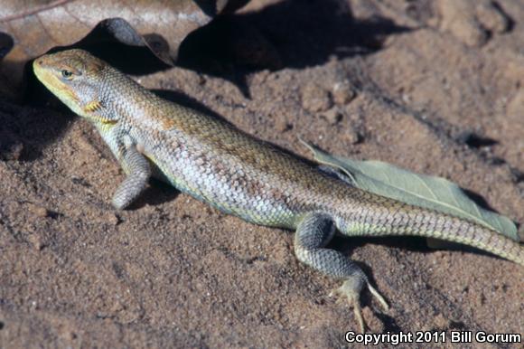 Dunes Sagebrush Lizard (Sceloporus arenicolus)