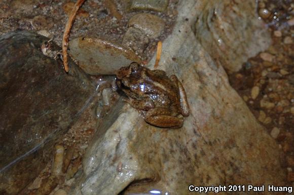 Eastern Tailed Frog (Ascaphus montanus)