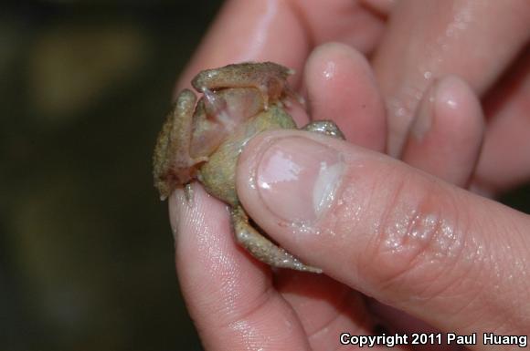 Eastern Tailed Frog (Ascaphus montanus)