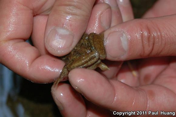 Eastern Tailed Frog (Ascaphus montanus)