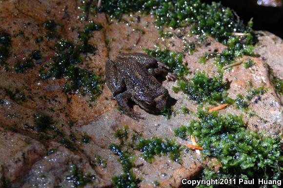 Eastern Tailed Frog (Ascaphus montanus)