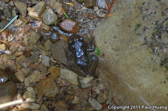 Eastern Tailed Frog (Ascaphus montanus)