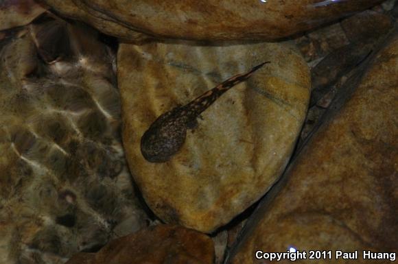 Eastern Tailed Frog (Ascaphus montanus)