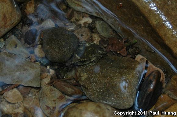 Eastern Tailed Frog (Ascaphus montanus)