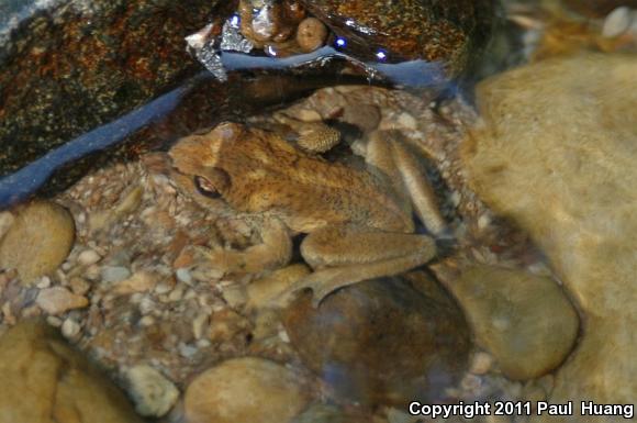 Eastern Tailed Frog (Ascaphus montanus)