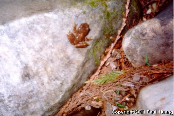 Eastern Tailed Frog (Ascaphus montanus)