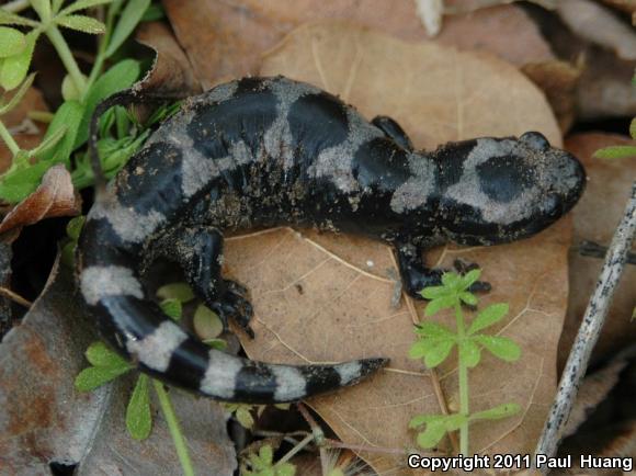 Marbled Salamander (Ambystoma opacum)