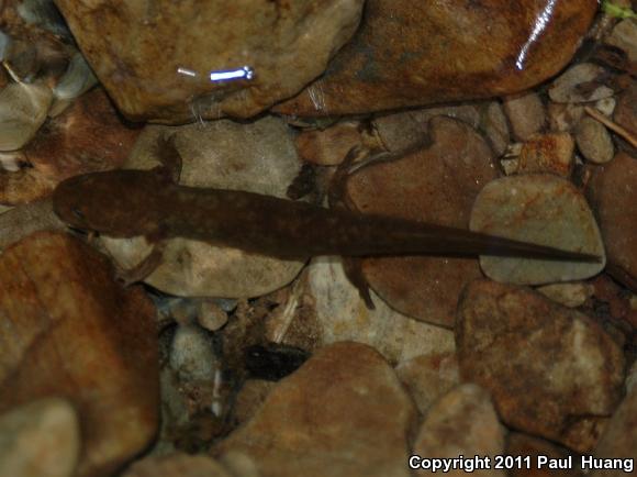 Idaho Giant Salamander (Dicamptodon aterrimus)