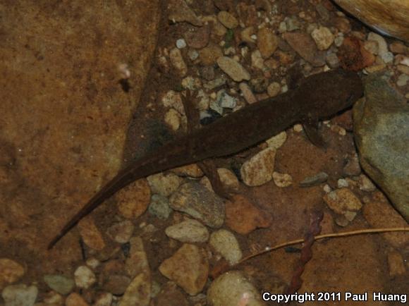 Idaho Giant Salamander (Dicamptodon aterrimus)