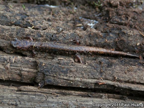 Sacramento Mountains Salamander (Aneides hardii)