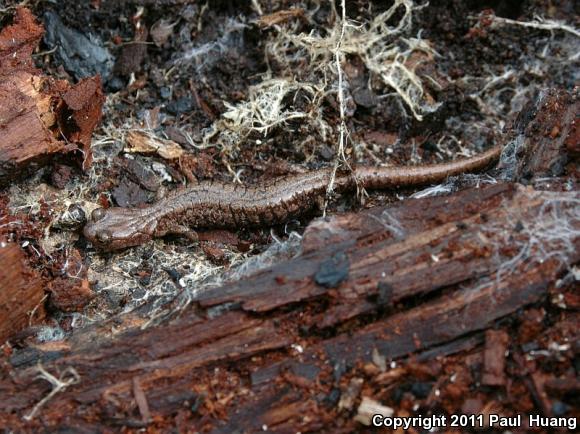 Sacramento Mountains Salamander (Aneides hardii)