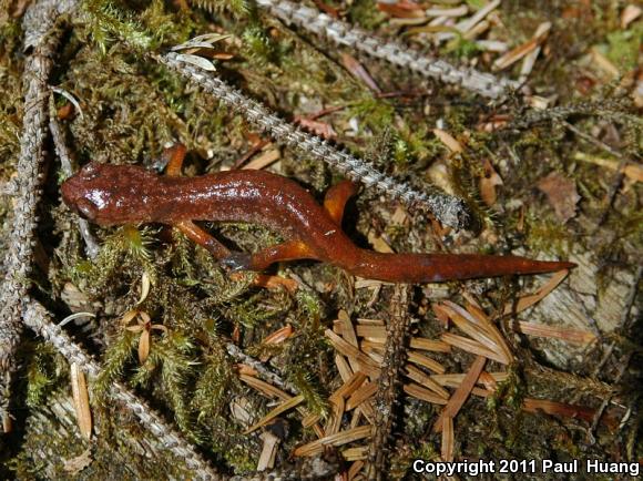 Oregon Ensatina (Ensatina eschscholtzii oregonensis)