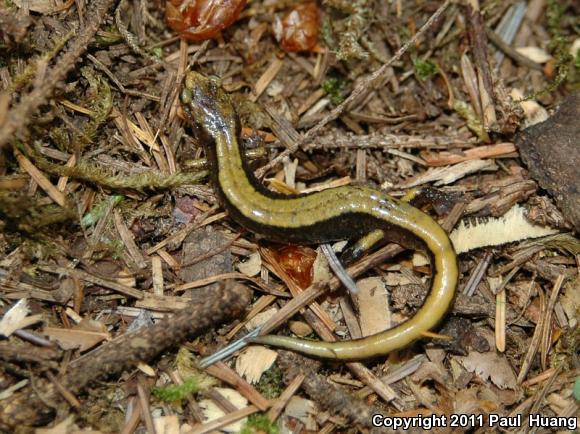 Western Red-backed Salamander (Plethodon vehiculum)