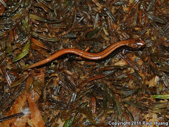 Western Red-backed Salamander (Plethodon vehiculum)