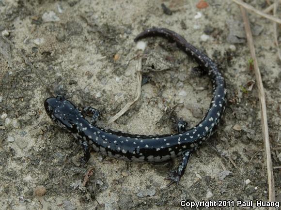 South Carolina Slimy Salamander (Plethodon variolatus)