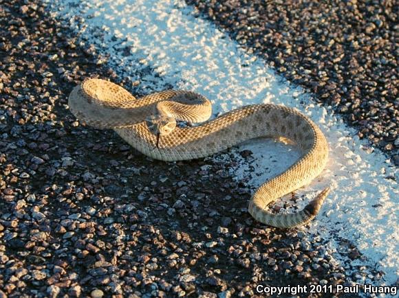 Prairie Rattlesnake (Crotalus viridis)