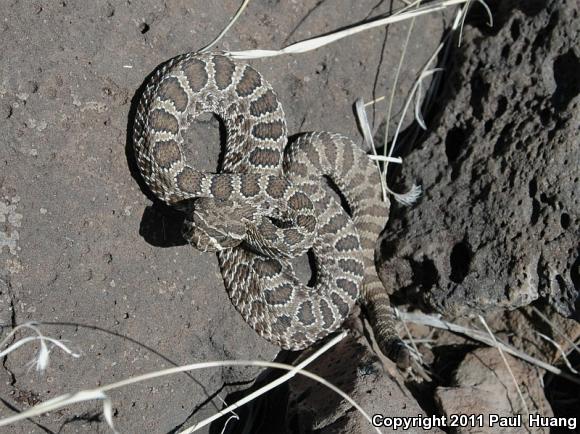 Prairie Rattlesnake (Crotalus viridis)