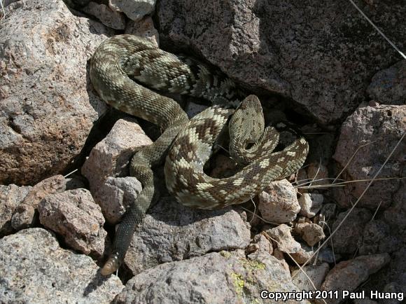 Northern Black-tailed Rattlesnake (Crotalus molossus molossus)