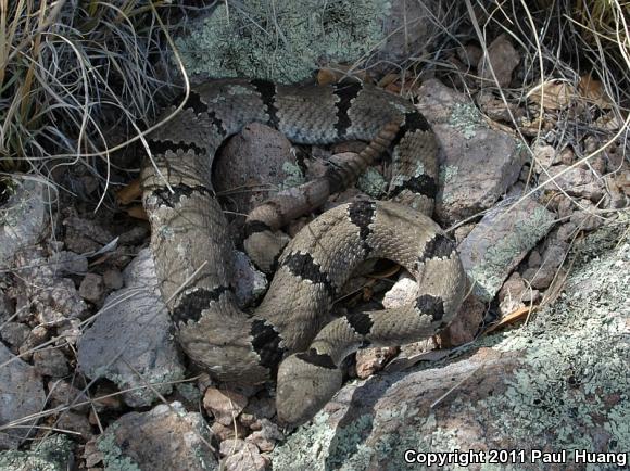 Banded Rock Rattlesnake (Crotalus lepidus klauberi)