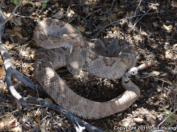 Western Diamond-backed Rattlesnake (Crotalus atrox)