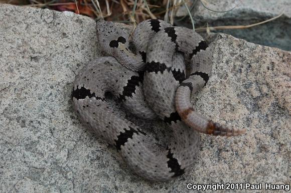 Banded Rock Rattlesnake (Crotalus lepidus klauberi)