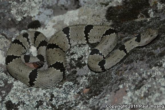 Banded Rock Rattlesnake (Crotalus lepidus klauberi)