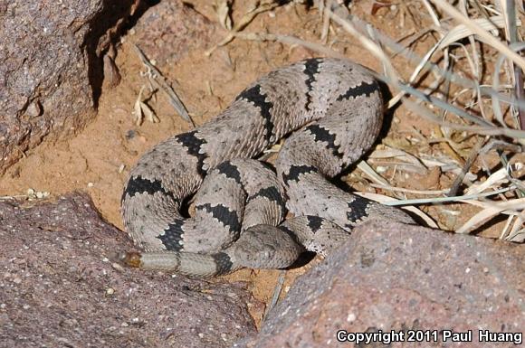 Banded Rock Rattlesnake (Crotalus lepidus klauberi)