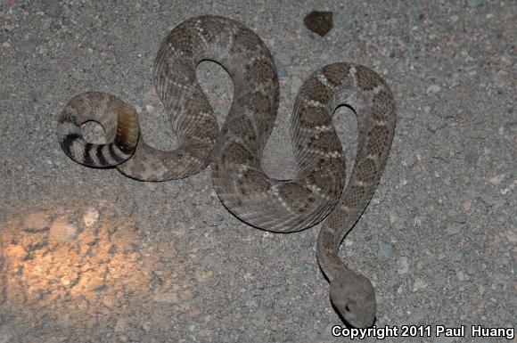 Western Diamond-backed Rattlesnake (Crotalus atrox)