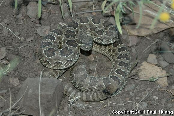 Prairie Rattlesnake (Crotalus viridis)