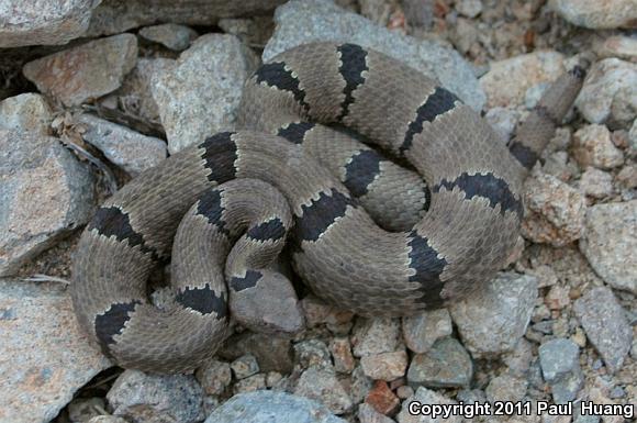 Banded Rock Rattlesnake (Crotalus lepidus klauberi)