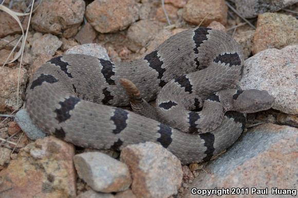 Banded Rock Rattlesnake (Crotalus lepidus klauberi)