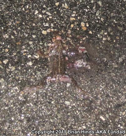 Southern California Toad (Anaxyrus boreas halophilus)