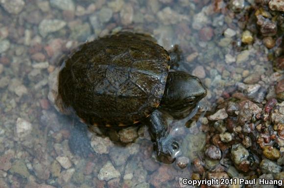 Sonoran Mud Turtle (Kinosternon sonoriense sonoriense)