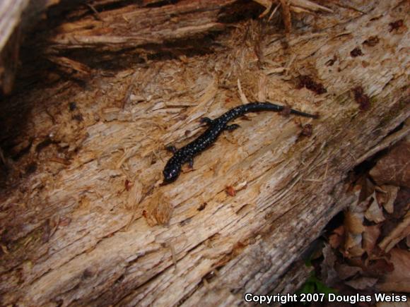 Northern Slimy Salamander (Plethodon glutinosus)