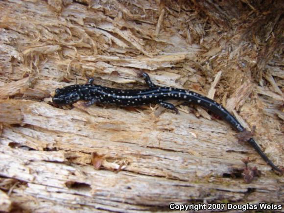 Northern Slimy Salamander (Plethodon glutinosus)