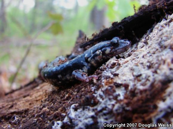 Northern Slimy Salamander (Plethodon glutinosus)